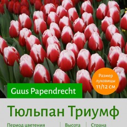 Тюльпан Триумф (triumph) Guus Papendrecht